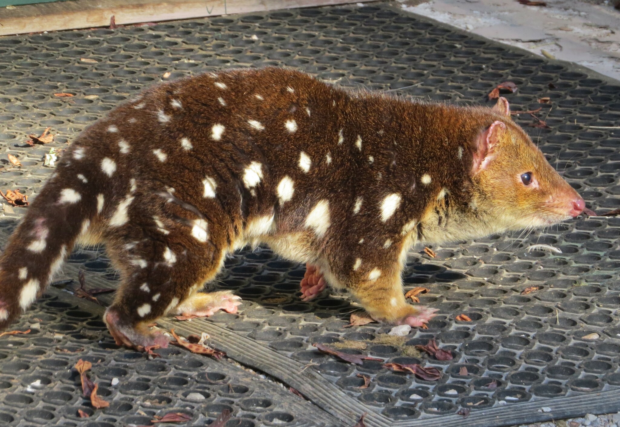 Spotted-tailed quoll