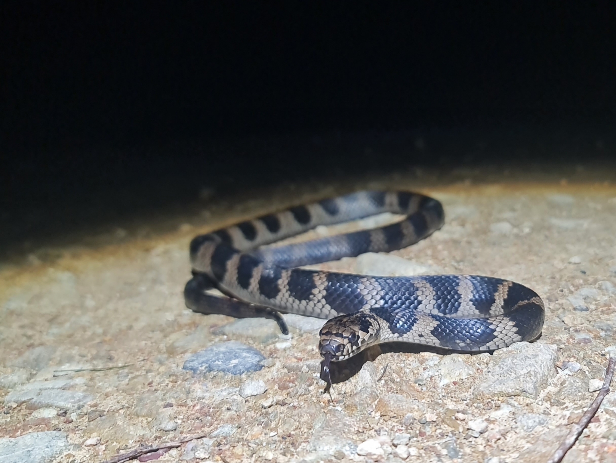 Stephens's Banded Snake