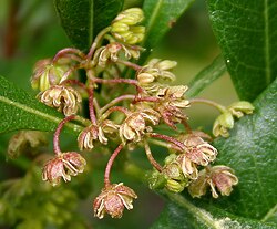 Sticky Hop-bush