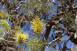 Straggly Corkbark