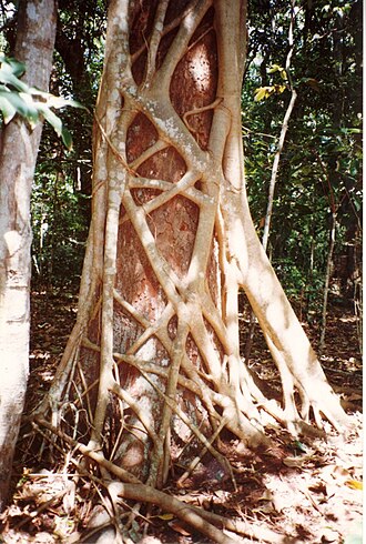 Strangler Fig