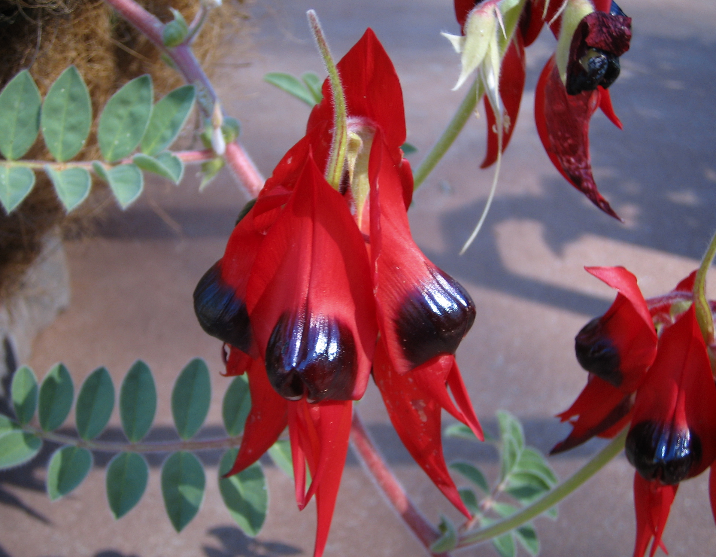 Sturt's Desert Pea