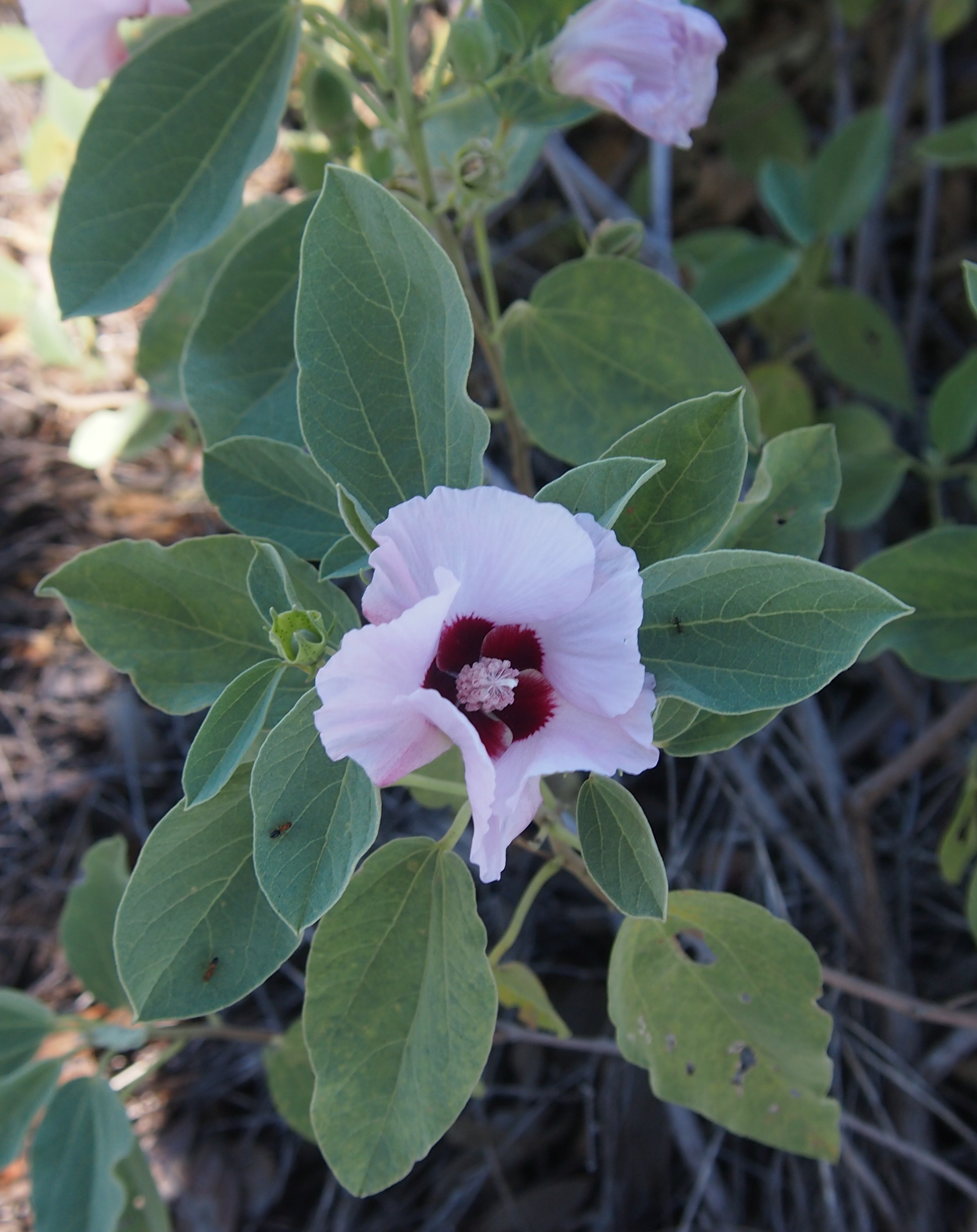 Sturt's Desert Rose