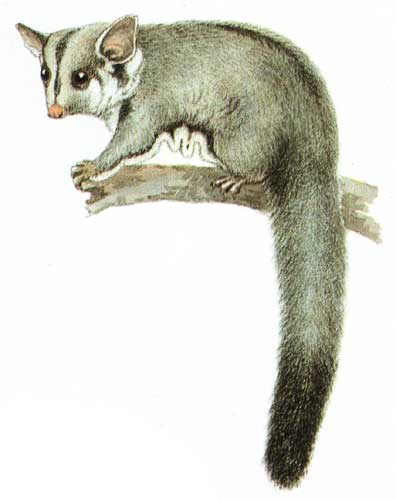 Sugar glider