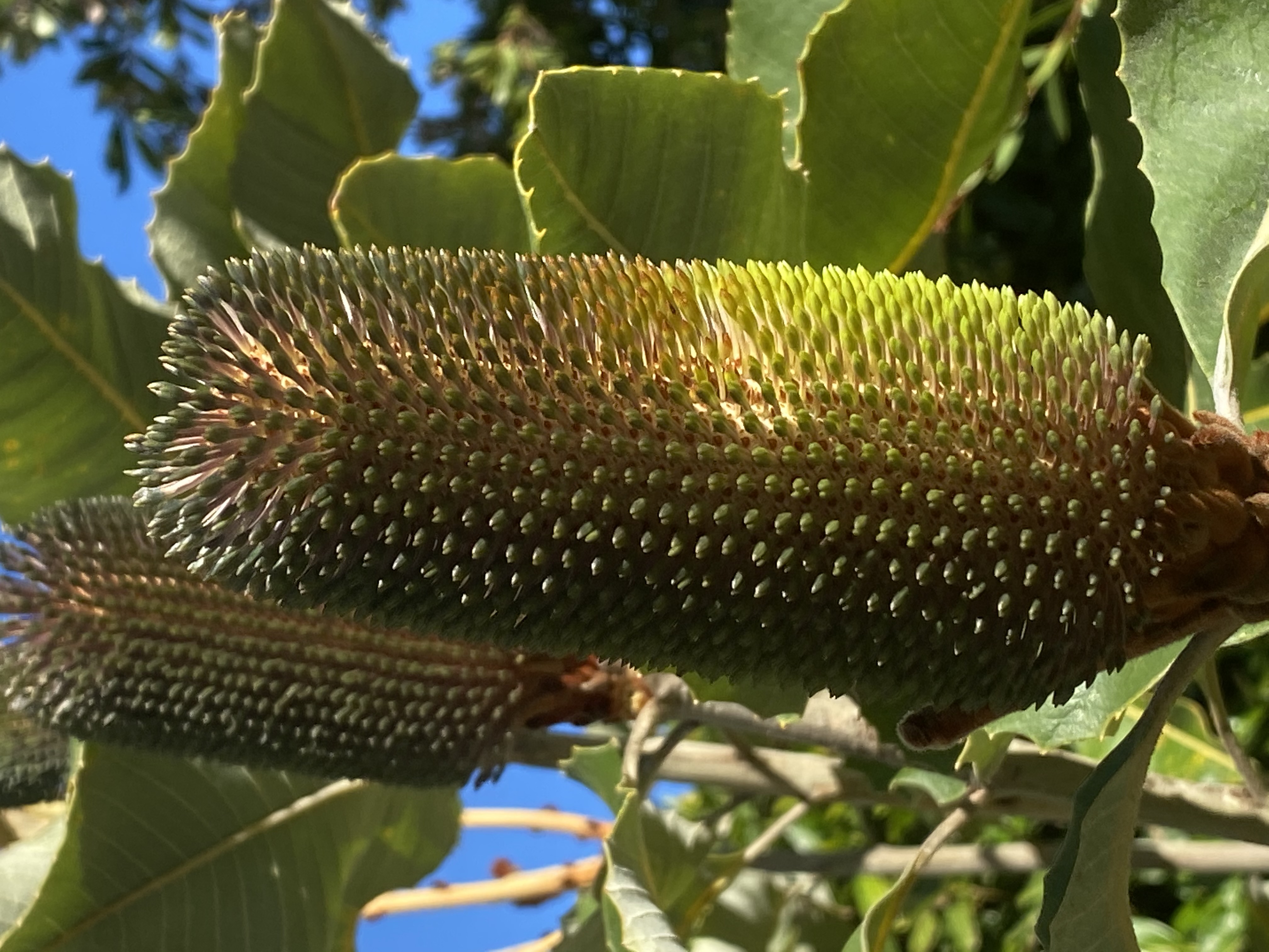 Swamp Banksia