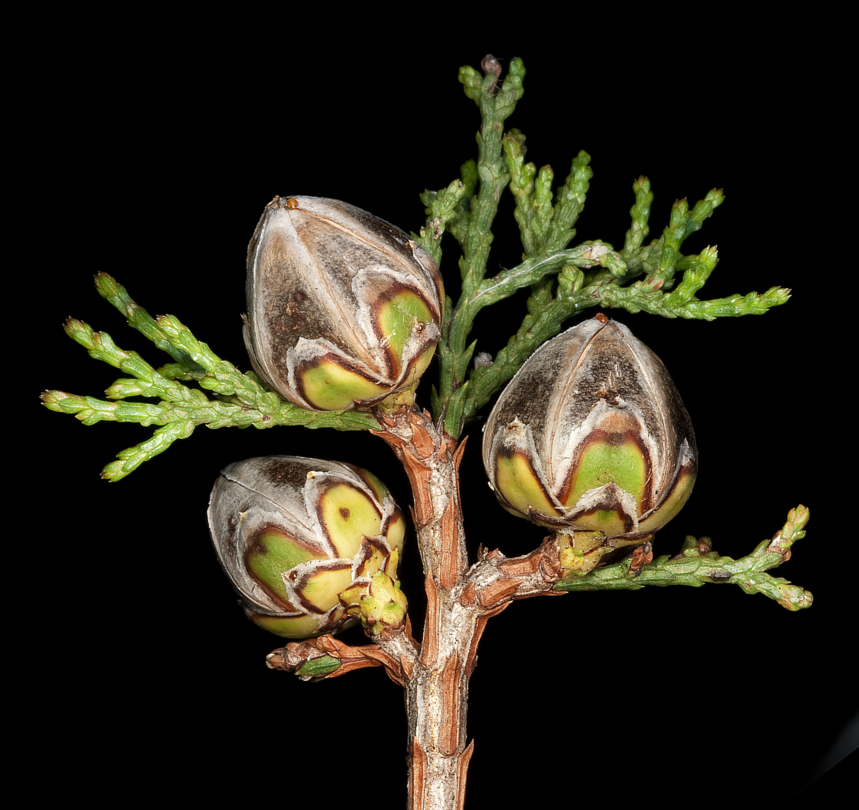 Swamp Cypress