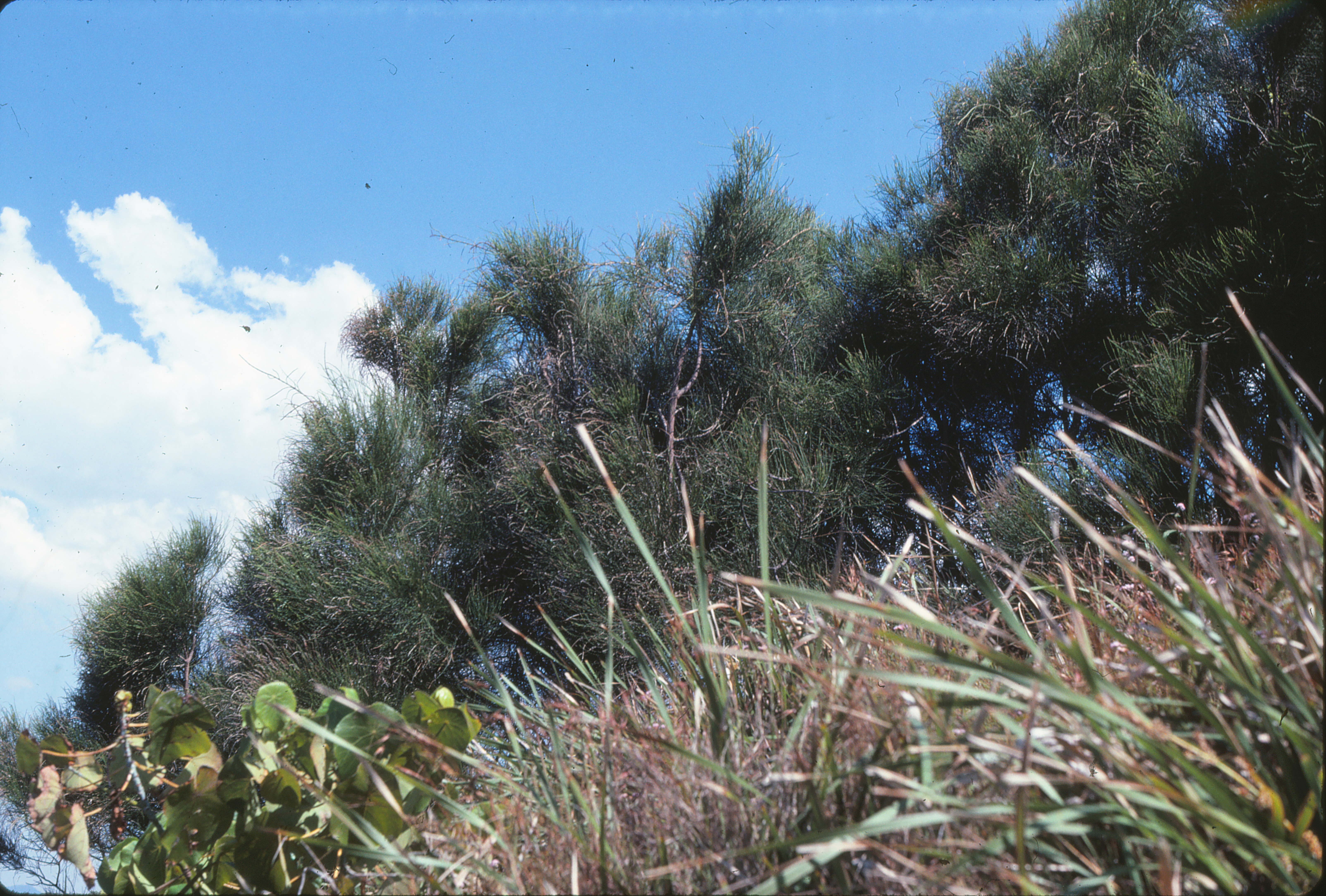 Swamp She-oak