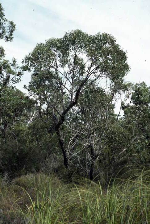 Swamp Stringybark