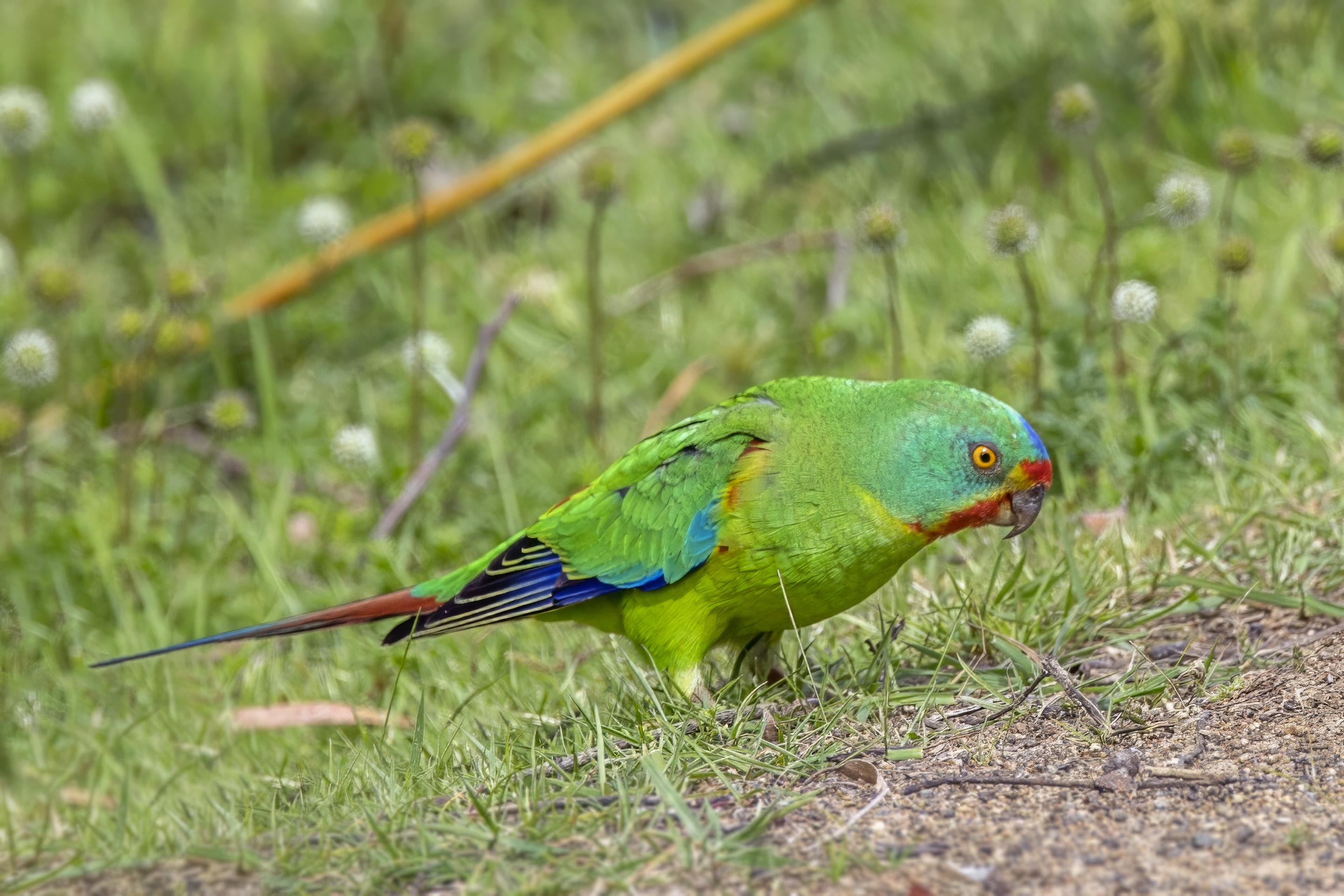 Swift Parrot