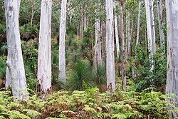 Sydney Blue Gum