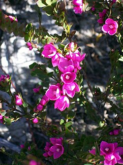 Native Rose (Sydney Boronia)