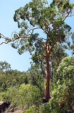 Sydney Red Gum