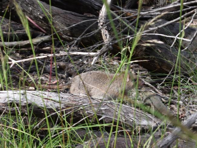 Tasmanian Bettong