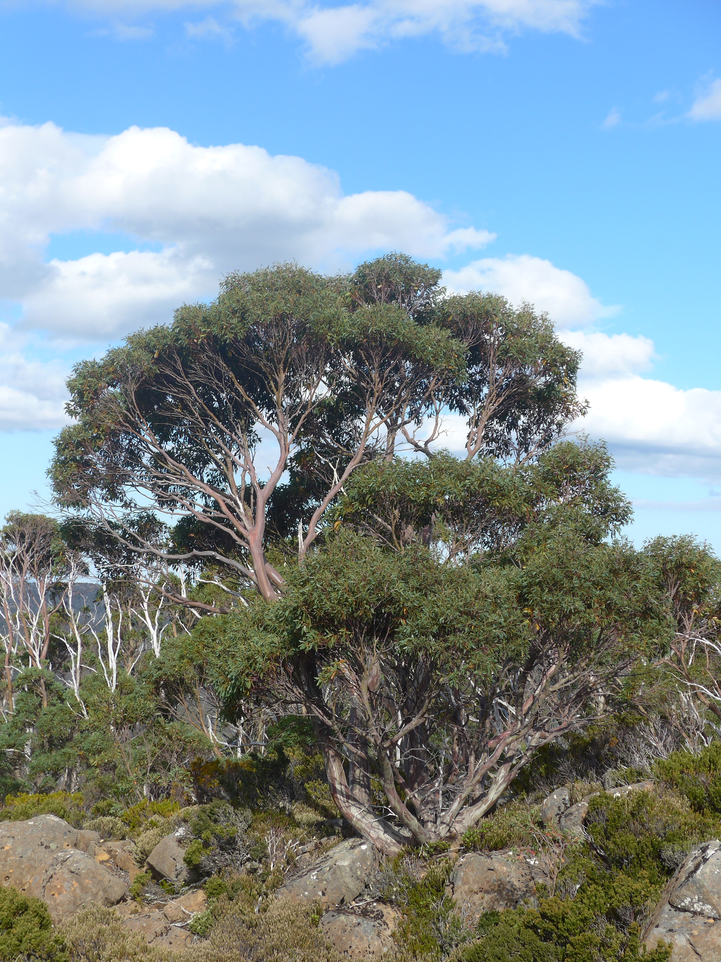 Tasmanian Snow Gum