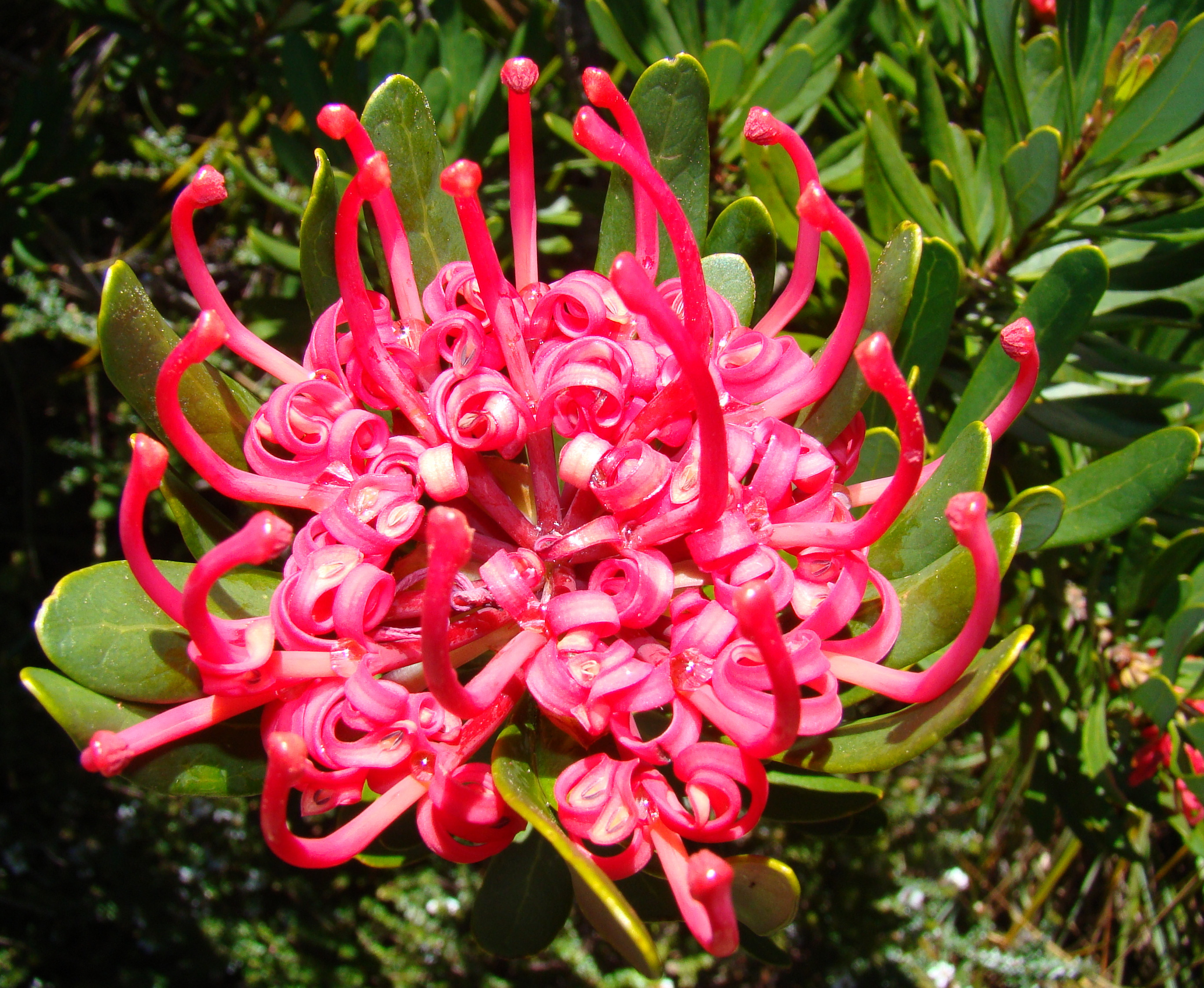 Tasmanian Waratah