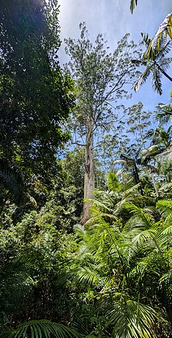 Flooded Gum ("The Grandis")