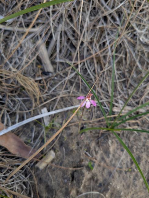 Tiny Pink-Fingers