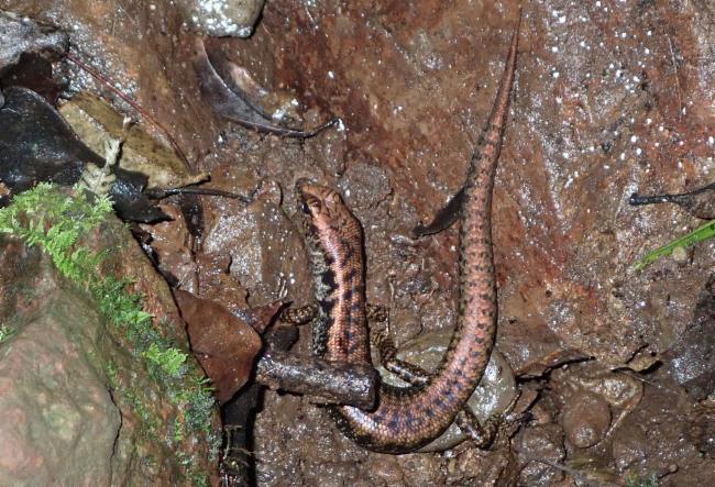 Tryon's Skink