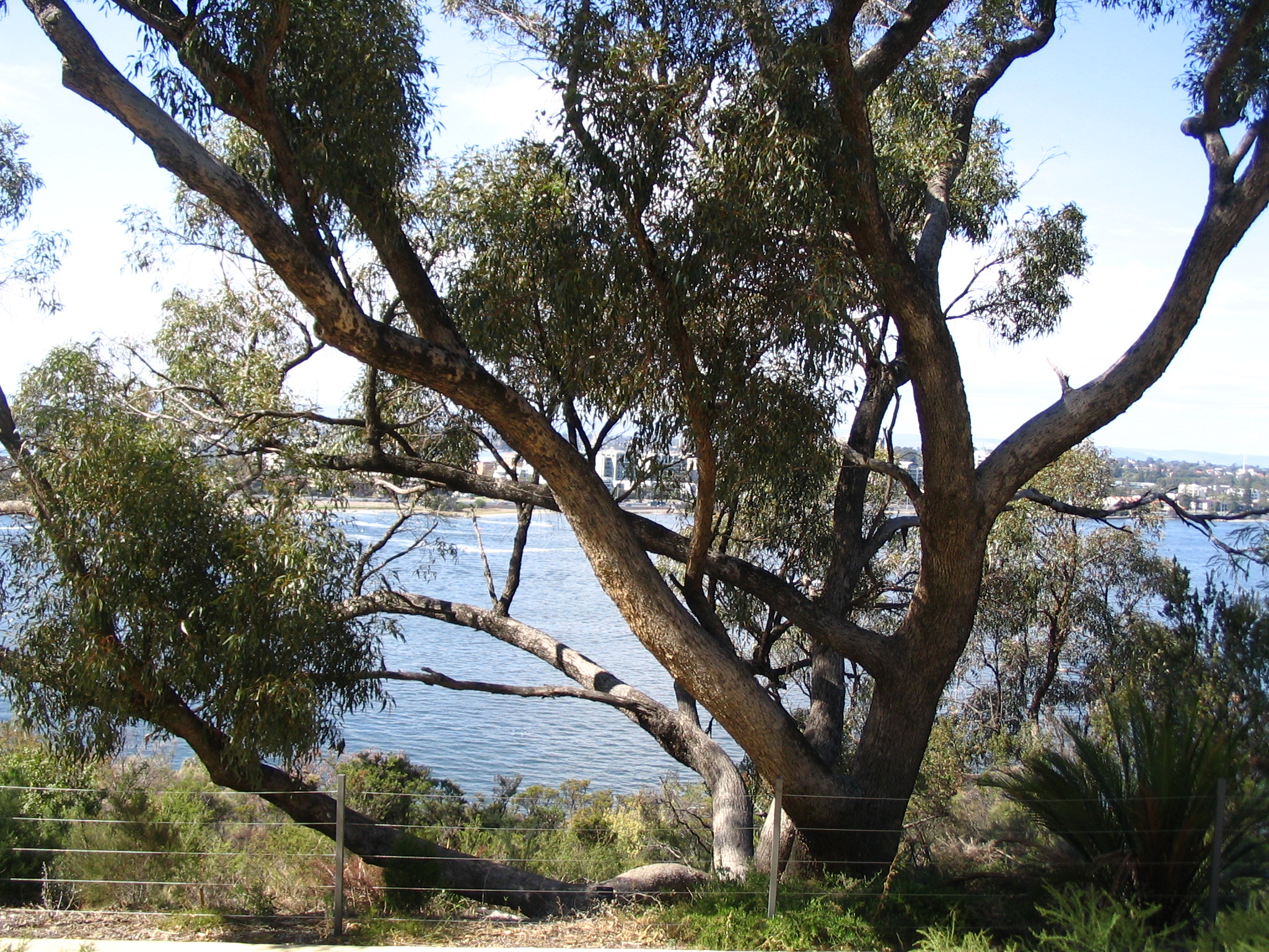 Tuart