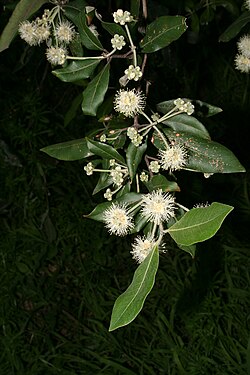 Turpentine