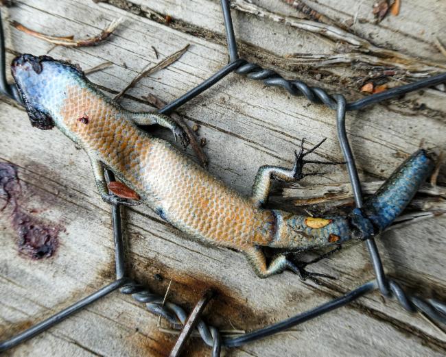Tussock Skink