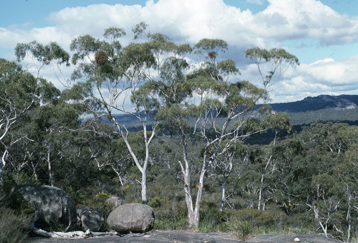 Wallangarra White Gum