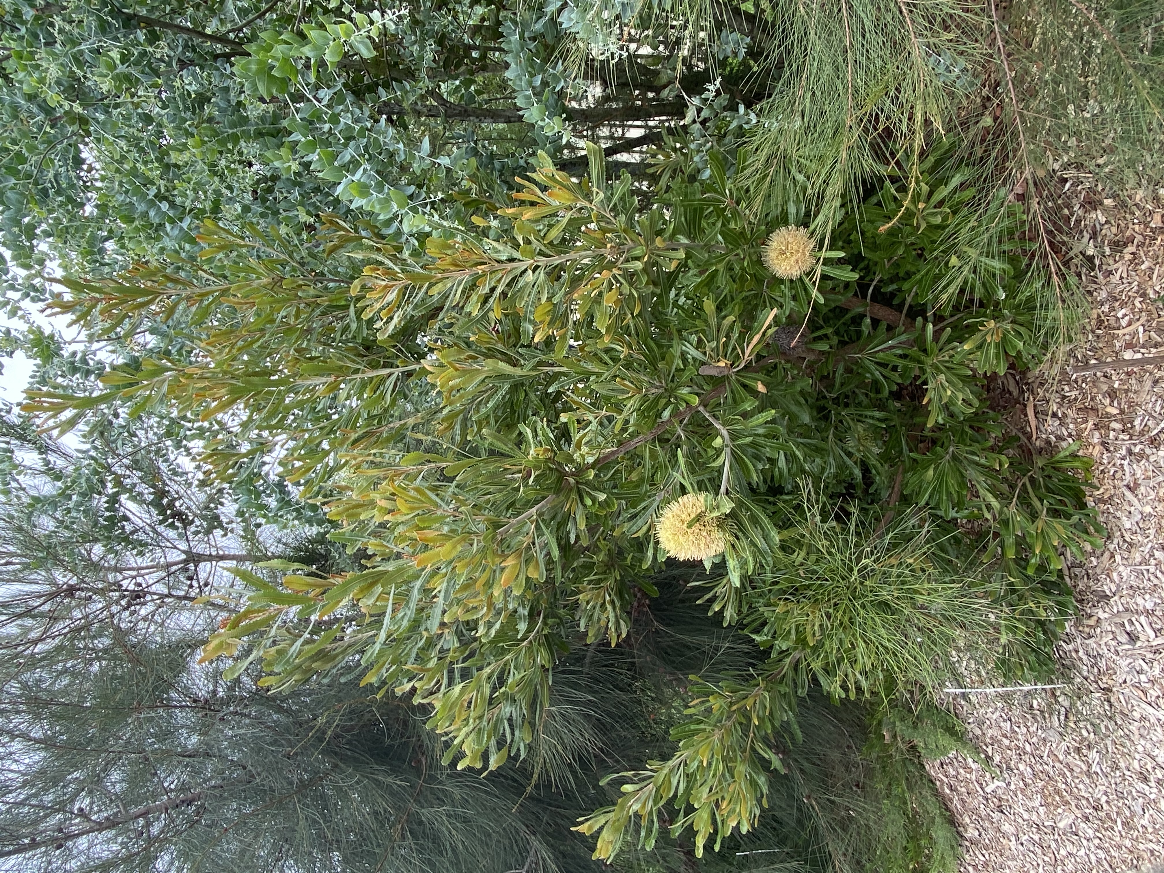 Wallum Banksia