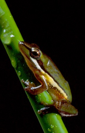 Wallum Sedge Frog