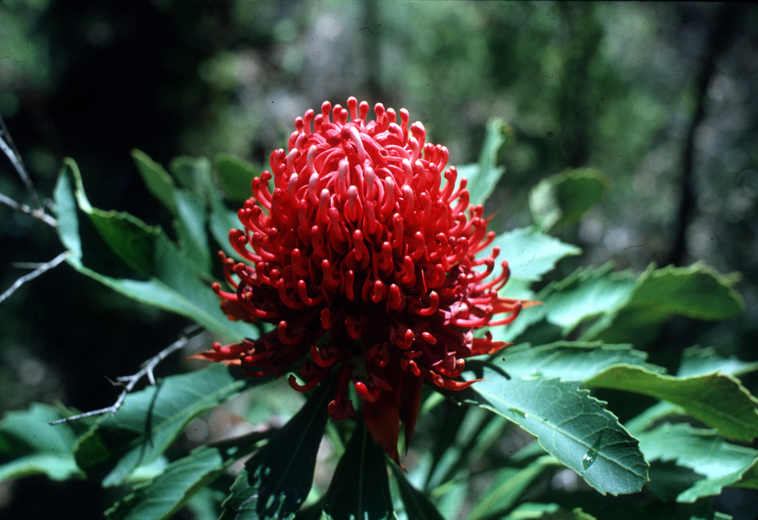 Waratah
