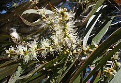 Weeping Paperbark