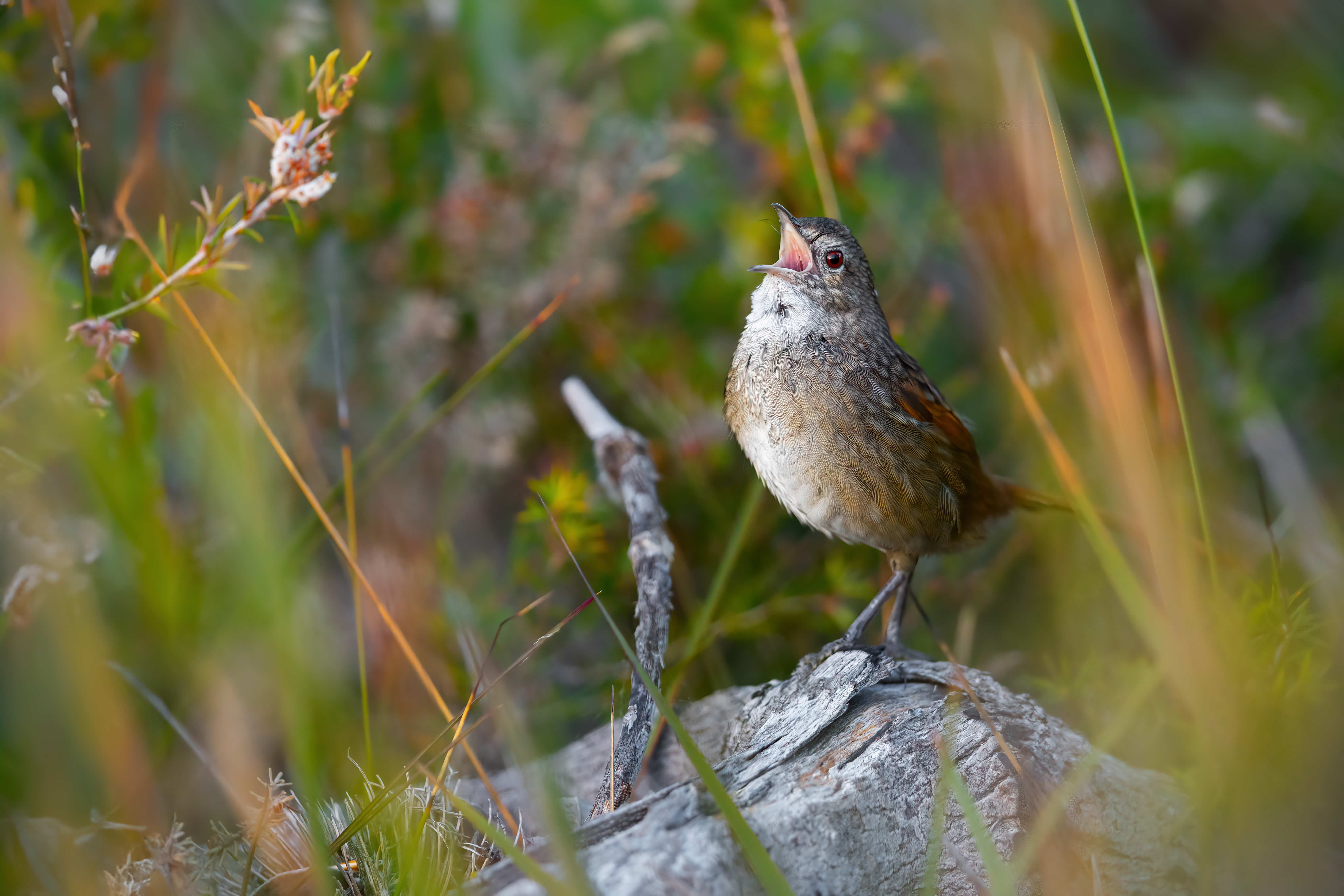 Western Bristlebird