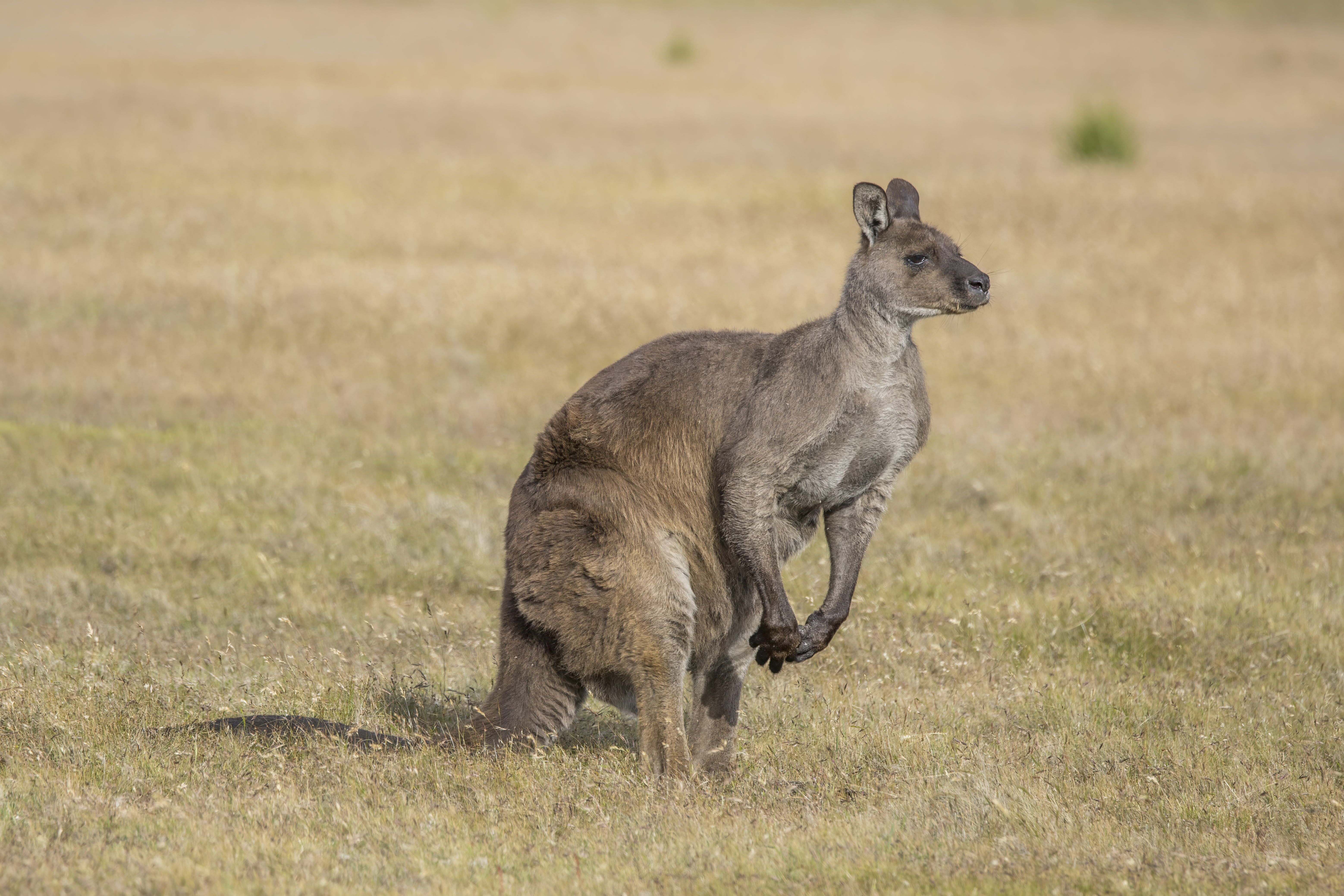 Western Grey Kangaroo