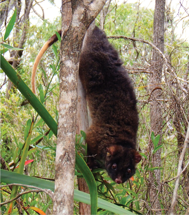 Western ringtail possum