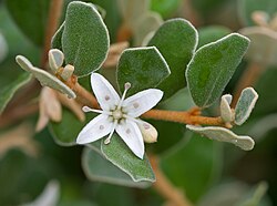 White Correa