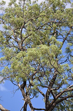 White Cypress Pine
