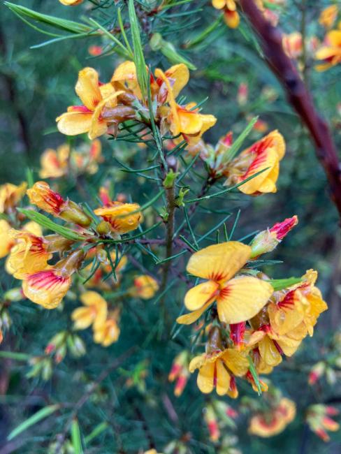 Williamson's Bush-Pea