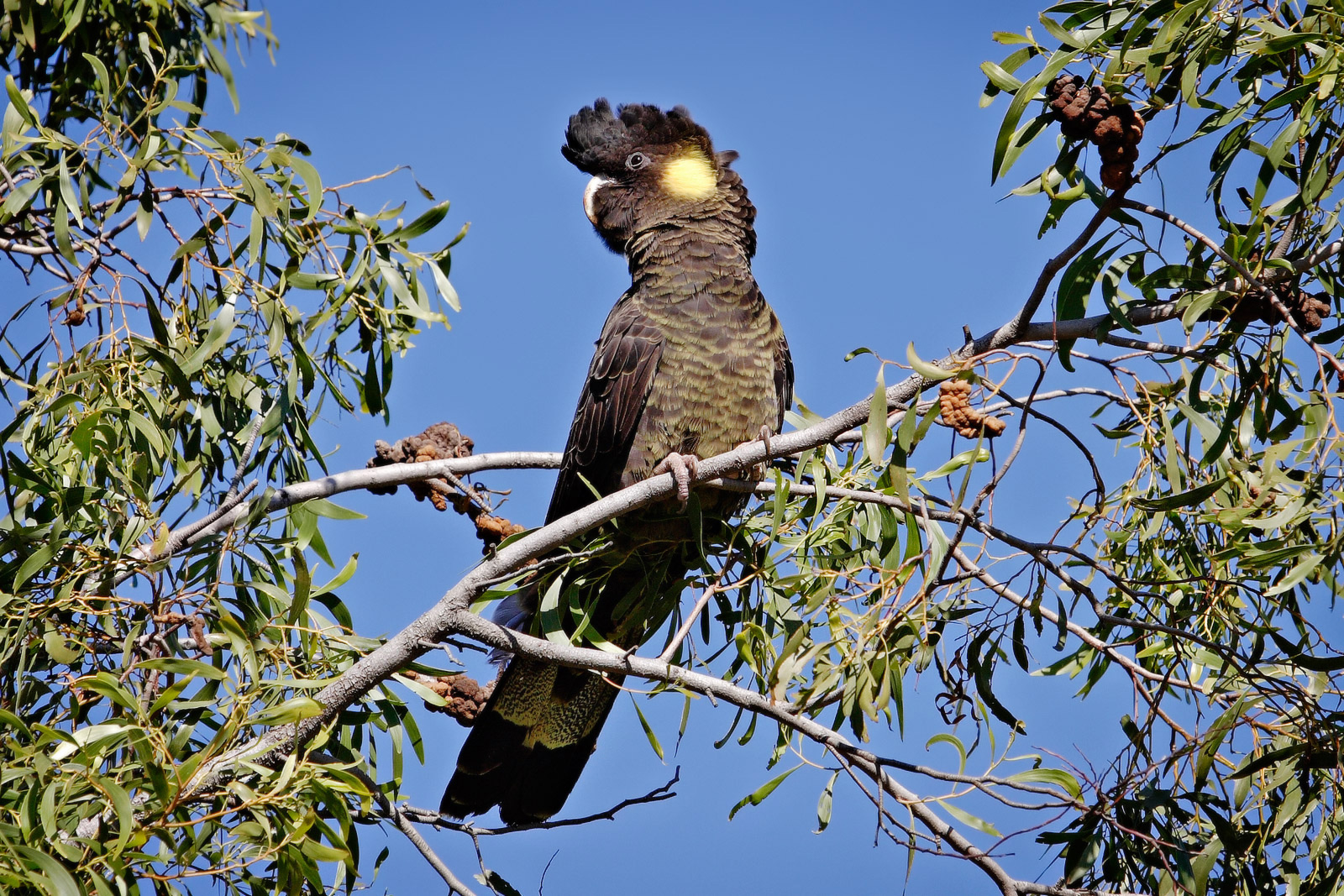 Yellow-tailed Black-Cockatoo